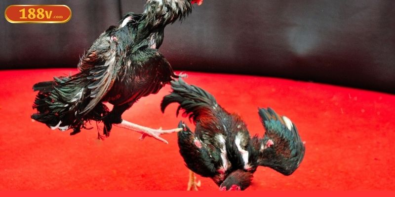 Cách tham gia đá gà 188V rất đơn giản