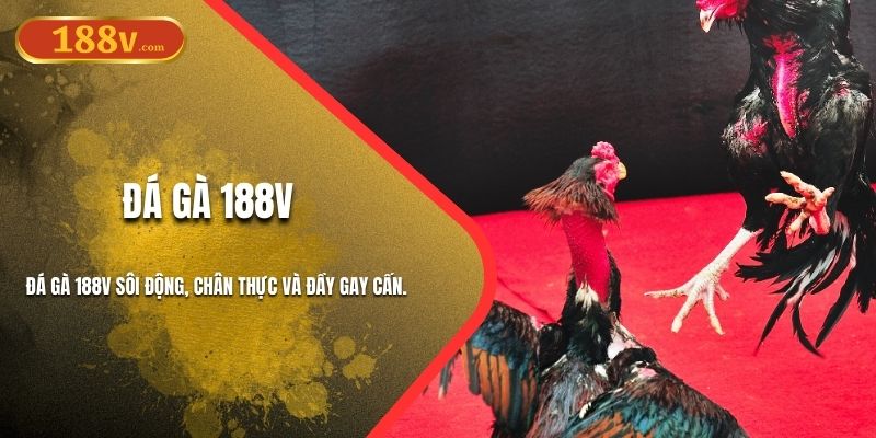 Đá Gà 188V - Bộ Môn Có Tỷ Lệ Cược Hấp Dẫn Nhất 2025