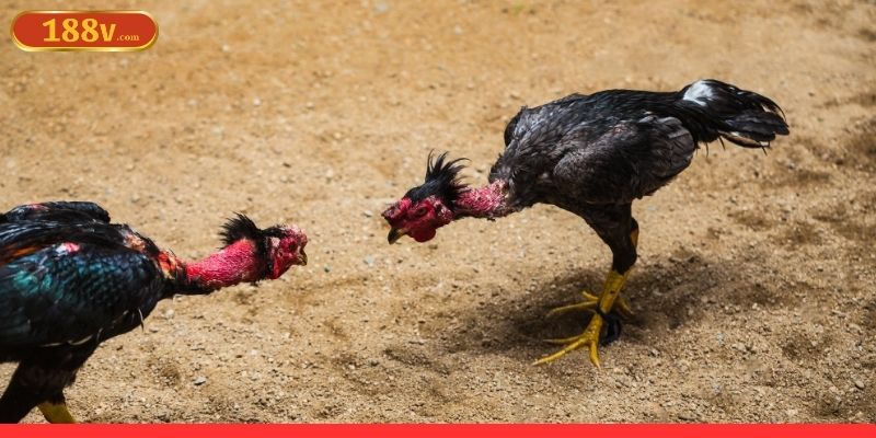 Đá gà 188V có nhiều loại hình khác nhau