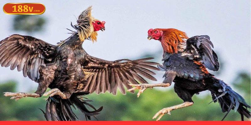 Một số mẹo đá gà ăn tiền thật hiệu quả bạn nên áp dụng  