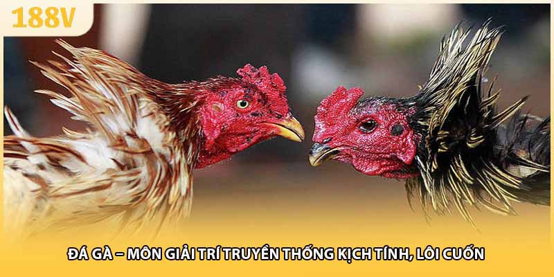 Đá gà – Môn giải trí truyền thống kịch tính, lôi cuốn