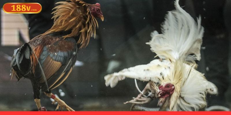 Lưu ý khi chơi đá gà ăn tiền bạn cần nắm rõ 