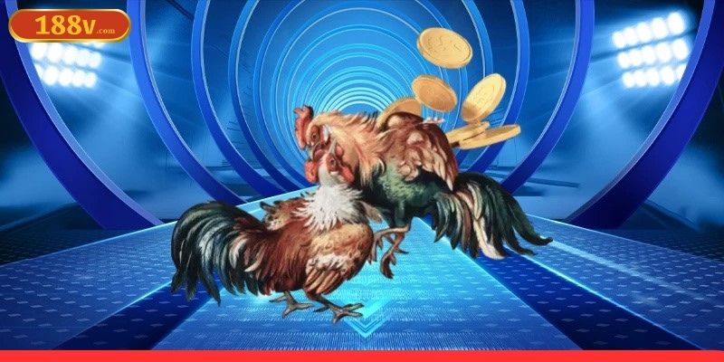 Một số lưu ý bạn cần nắm rõ khi tham gia chơi đá gà trực tiếp